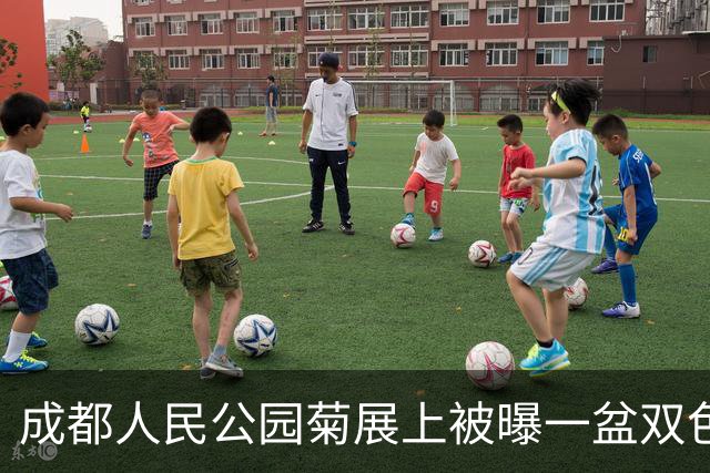成都人民公园菊展上被曝一盆双色菊花丢失